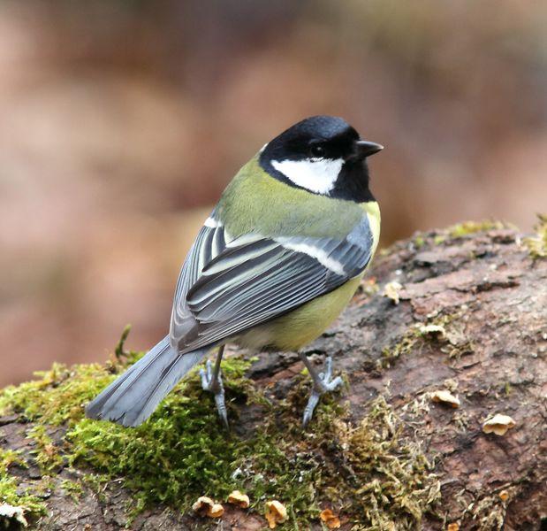 MIS AMIGOS DEL BOSQUE DE ORGI