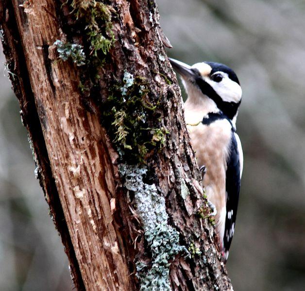 MIS AMIGOS DEL BOSQUE DE ORGI