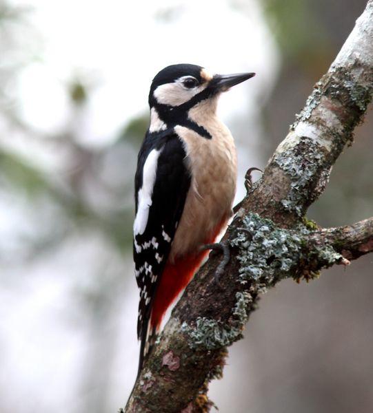 MIS AMIGOS DEL BOSQUE DE ORGI