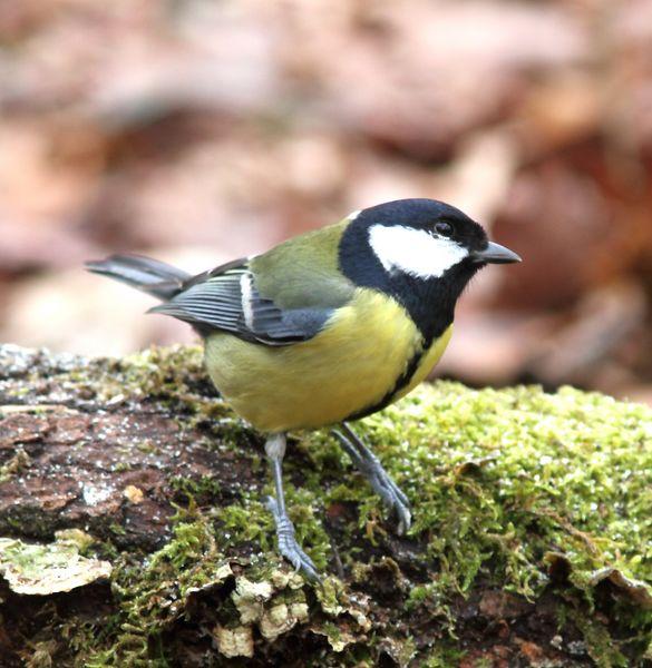 MIS AMIGOS DEL BOSQUE DE ORGI