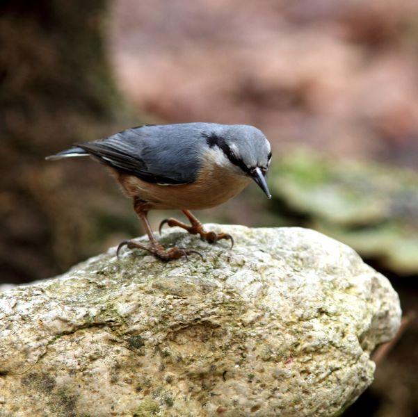 MIS AMIGOS DEL BOSQUE DE ORGI