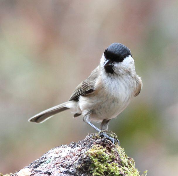 MIS AMIGOS DEL BOSQUE DE ORGI