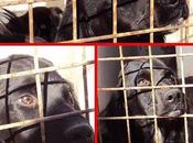 SACRIFICAN ENERO 2012.