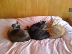 San Antonio Abad y los animales San Antonio Abad y los animales