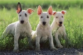 San Antonio Abad y los animales San Antonio Abad y los animales