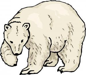 La Regla del Oso
