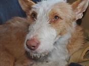 Aradio podenco abandonado fractura fémur!!!