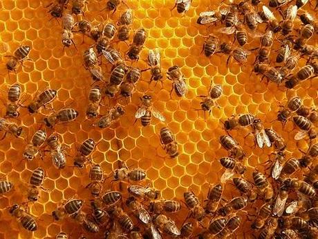enjambre de abejas Cultura 2.0: Vicios Privados, Virtudes Públicas