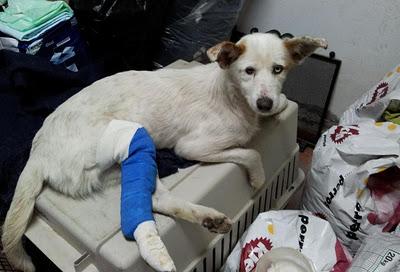 Atropellada, con varias fracturas, daños neurológicos, leihsmania.