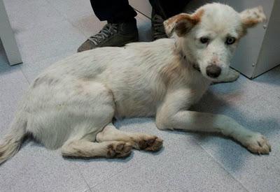 Atropellada, con varias fracturas, daños neurológicos, leihsmania.