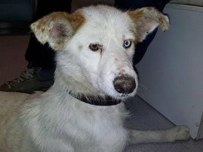 Atropellada, con varias fracturas, daños neurológicos, leihsmania.