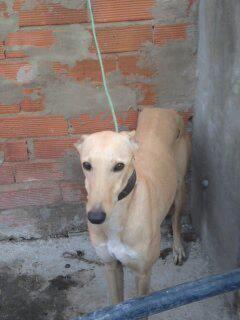 MUY URGENTE!! TENEMOS 48 HORAS O EL GALGUERO LO DORMIRA PARA SIEMPRE, NO LE SIRVE PARA CAZAR Y ASÍ ES COMO ACTÚAN.