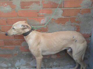 MUY URGENTE!! TENEMOS 48 HORAS O EL GALGUERO LO DORMIRA PARA SIEMPRE, NO LE SIRVE PARA CAZAR Y ASÍ ES COMO ACTÚAN.