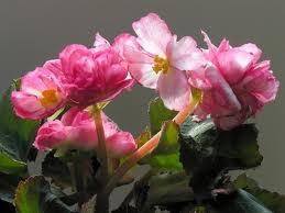 Sufrimientos por la fe