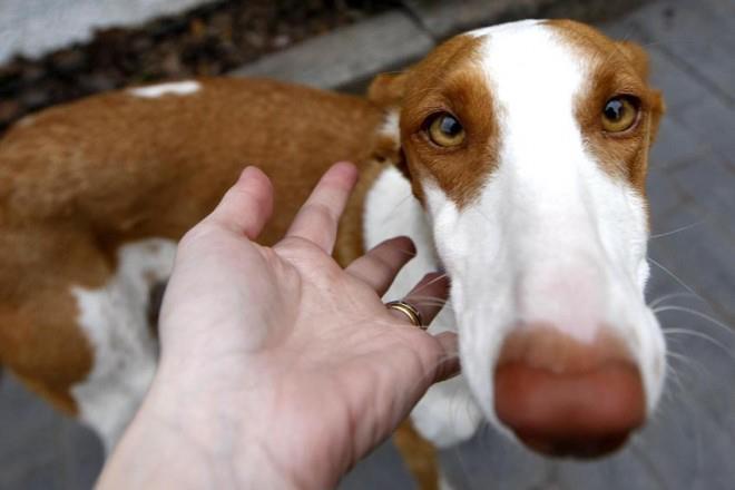 San Antón y los ángeles sin alas