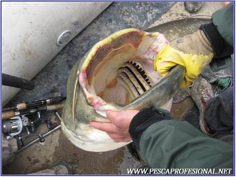 PESCA CON GUIA DE SILUROS AL LANZADO