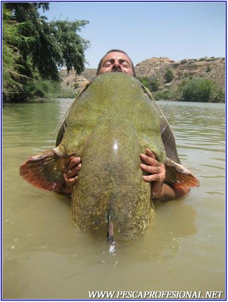 PESCA CON GUIA DE SILUROS AL LANZADO