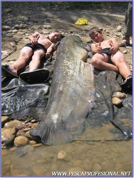 PESCA CON GUIA DE SILUROS AL LANZADO