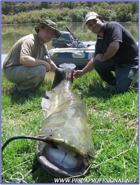 PESCA CON GUIA DE SILUROS AL LANZADO