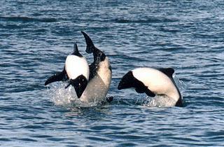 Reseña EL SECRETO SUMERGIDO