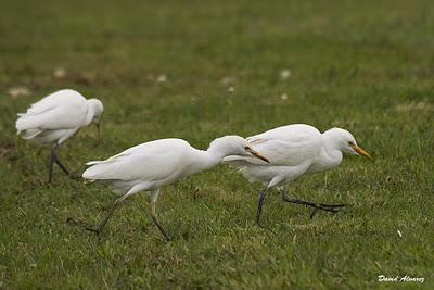 Las garcillas de Penarronda