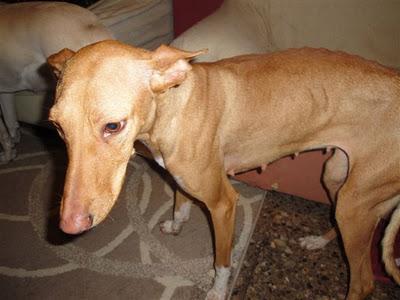 NEFERTITI EN ADOPCIÓN - LA PERRA DEL FARAÓN.