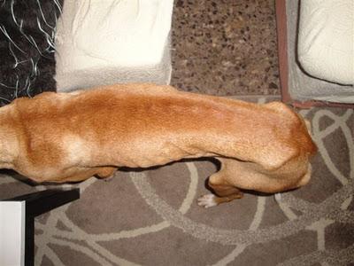 NEFERTITI EN ADOPCIÓN - LA PERRA DEL FARAÓN.