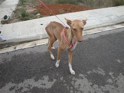 NEFERTITI EN ADOPCIÓN - LA PERRA DEL FARAÓN.