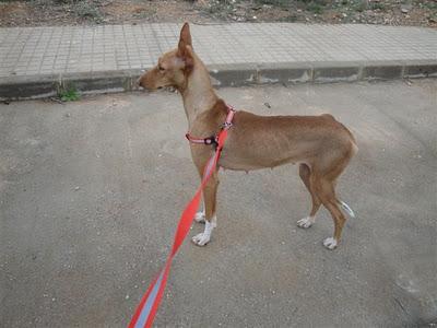 NEFERTITI EN ADOPCIÓN - LA PERRA DEL FARAÓN.