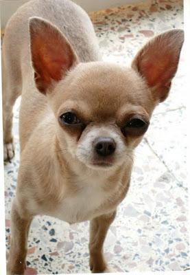 ENTRARON A ROBAR Y SE LLEVARON LA PERRITA.