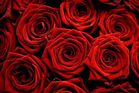 Muerte entre las rosas, de Michele Jaffe Photobucket