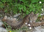 ojos lince