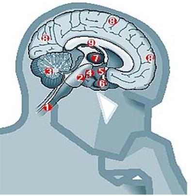 Ocupando en casa ajena