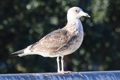 Larus fuscus, inmaduro