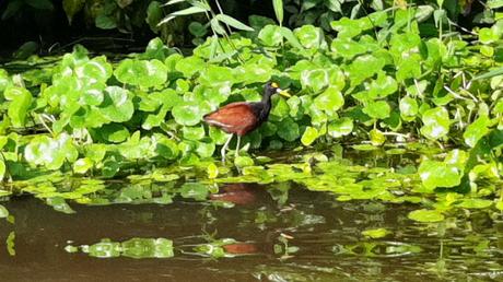 COSTA RICA: EL PARQUE NACIONAL DE TORTUGUERO