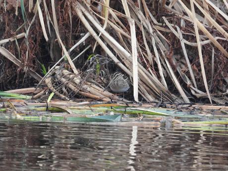 Ver agachadizas chica en Sant Adrià
