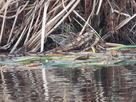 Ver agachadizas chica en Sant Adrià