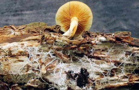 «La red oculta de la vida (edición Ilustrada)», de Merlin Sheldrake «La red oculta de la vida (edición Ilustrada)», de Merlin Sheldrake