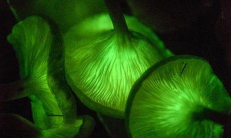 «La red oculta de la vida (edición Ilustrada)», de Merlin Sheldrake «La red oculta de la vida (edición Ilustrada)», de Merlin Sheldrake