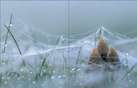 «La red oculta de la vida (edición Ilustrada)», de Merlin Sheldrake «La red oculta de la vida (edición Ilustrada)», de Merlin Sheldrake