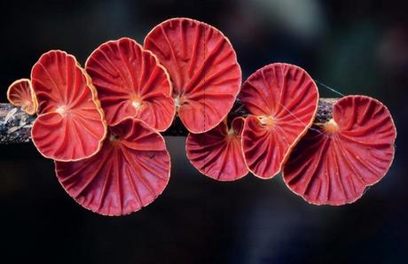 «La red oculta de la vida (edición Ilustrada)», de Merlin Sheldrake «La red oculta de la vida (edición Ilustrada)», de Merlin Sheldrake