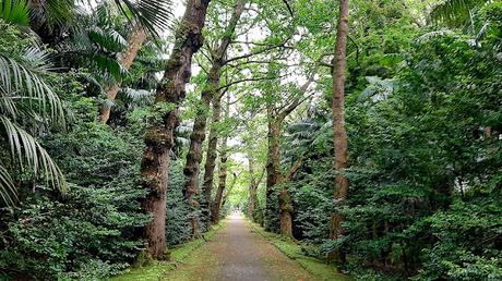 AZORES:  FURNAS Y LOS BAÑOS TERMALES EN ILHA SAO MIGUEL