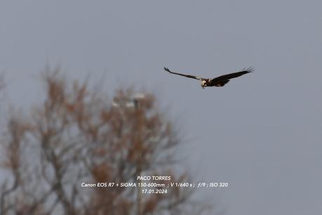Aguilucho lagunero en el Remolar