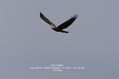 Aguilucho lagunero en el Remolar