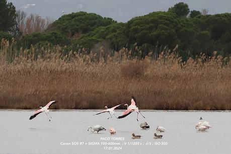 Flamencos en el Remolar