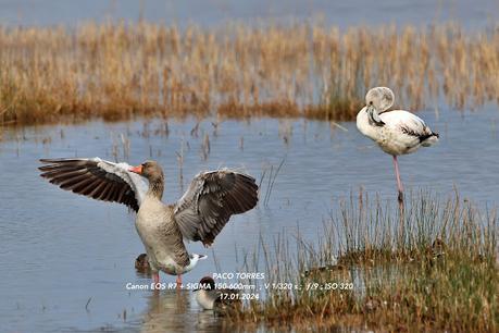 Flamencos en el Remolar