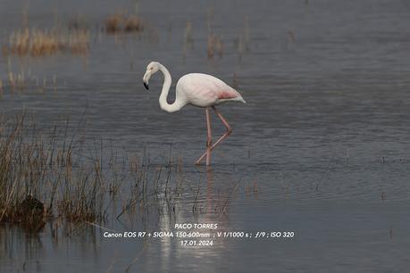 Flamencos en el Remolar