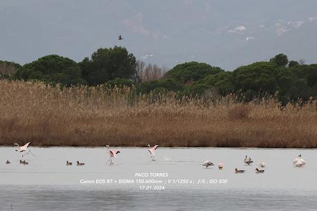 Flamencos en el Remolar