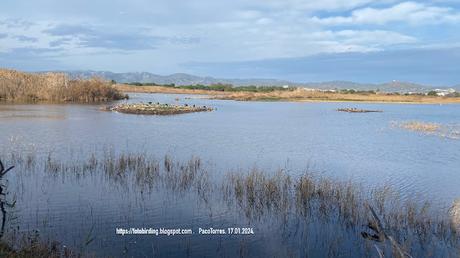 Flamencos en el Remolar