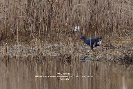 Calamón en el Remolar